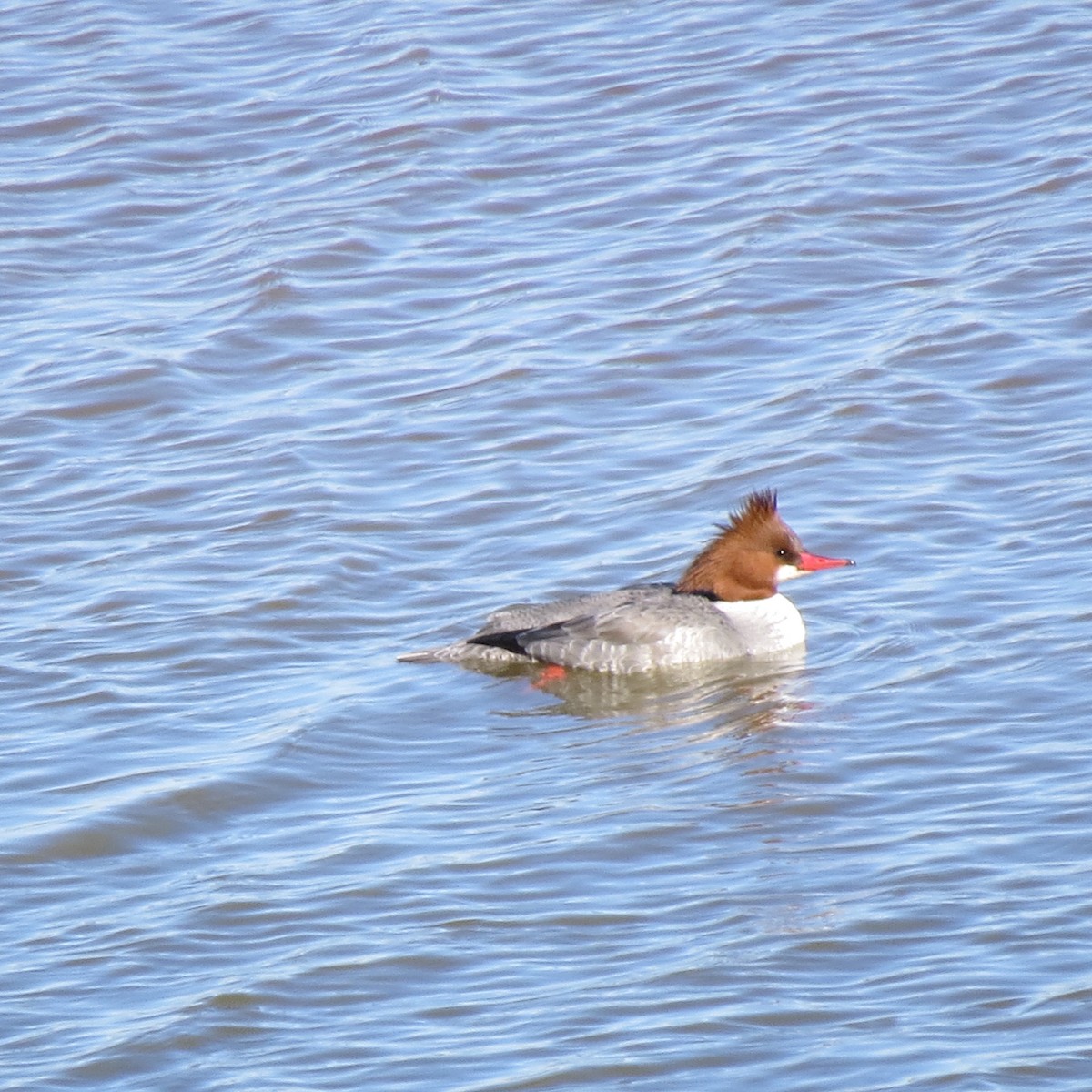 Common Merganser - ML302642811