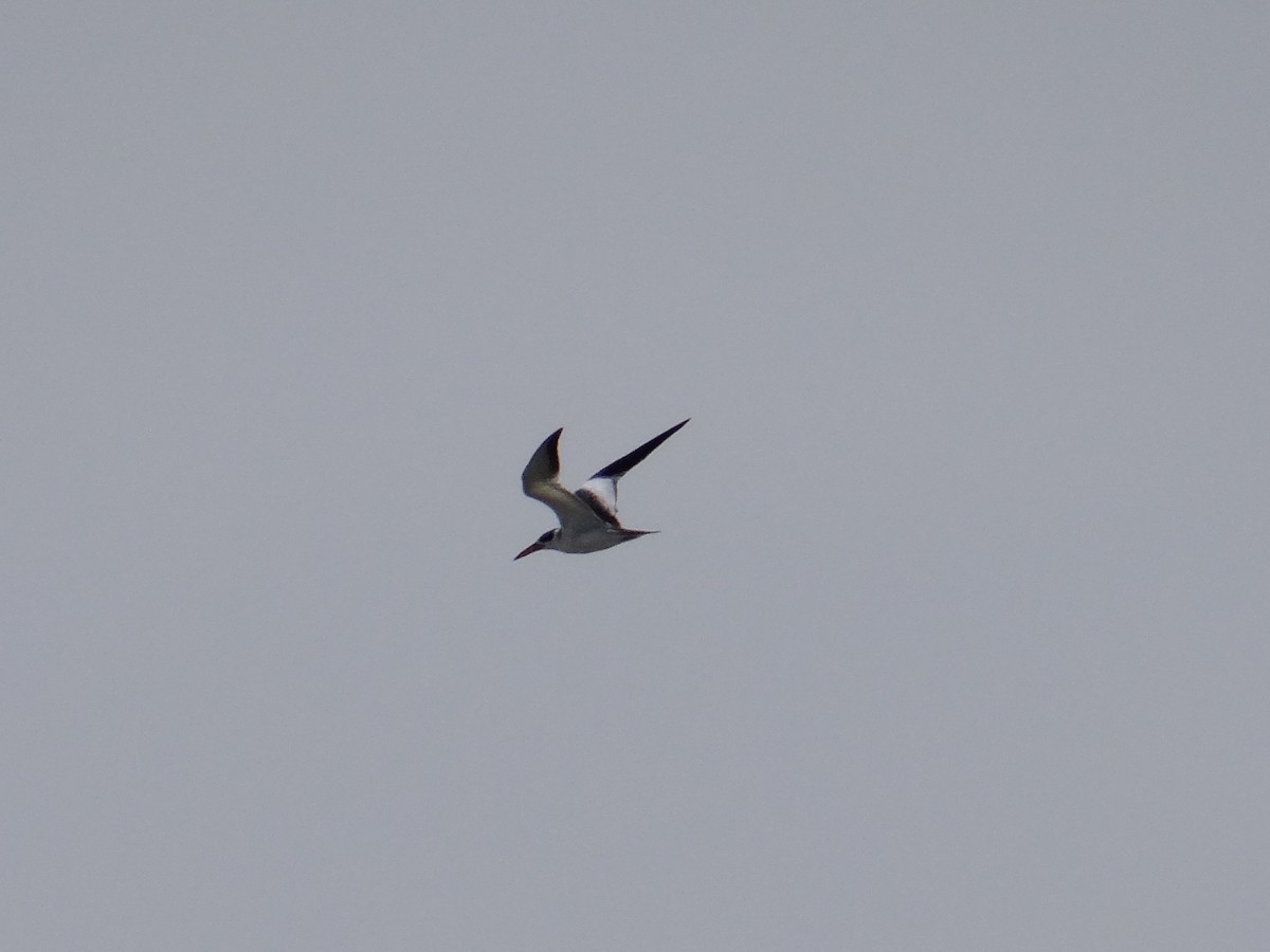 Large-billed Tern - ML302643471