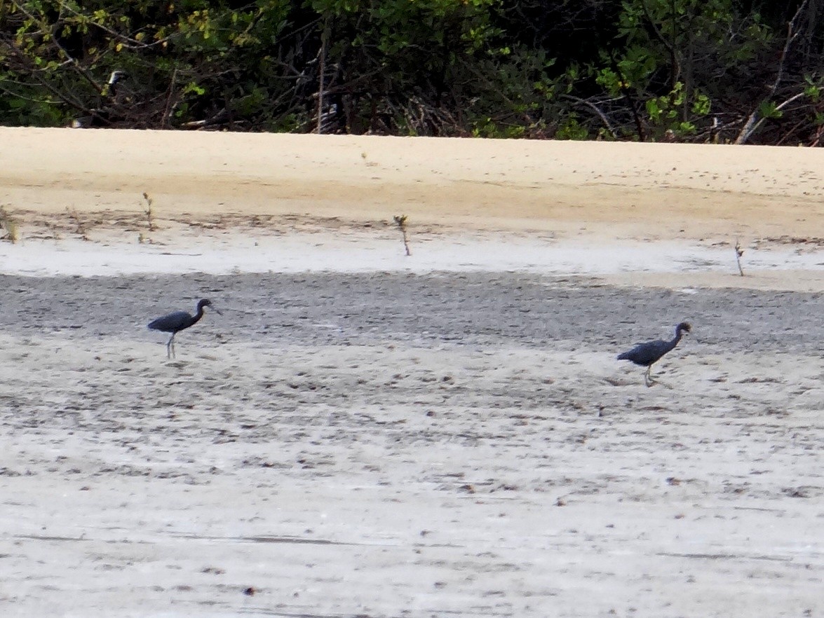 Little Blue Heron - ML302643491
