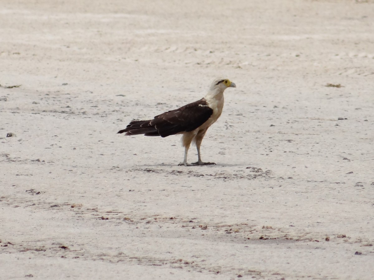 Yellow-headed Caracara - ML302643571