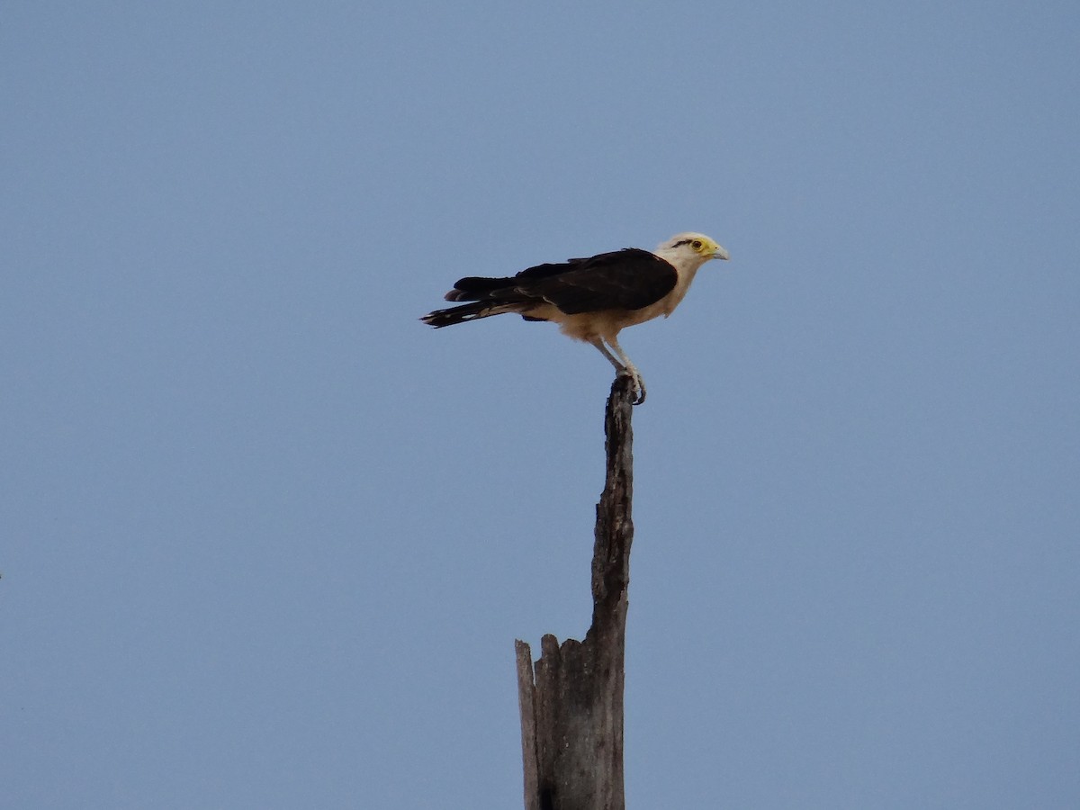 Yellow-headed Caracara - ML302643611