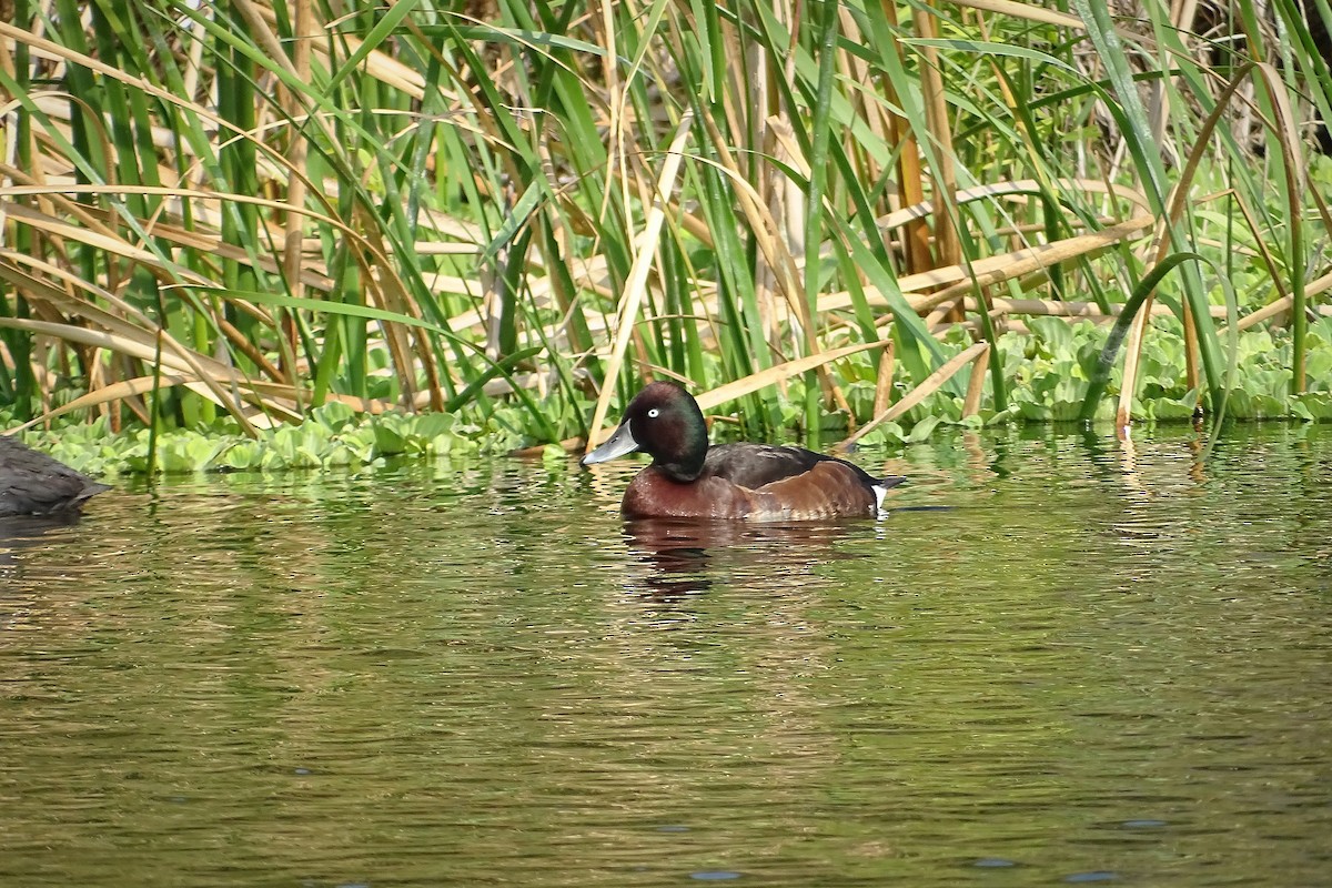 Ferruginous Duck x Baer's Pochard (hybrid) - u7 Liao