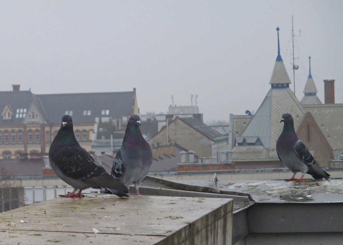 Rock Pigeon (Feral Pigeon) - Zsuzsanna Guba