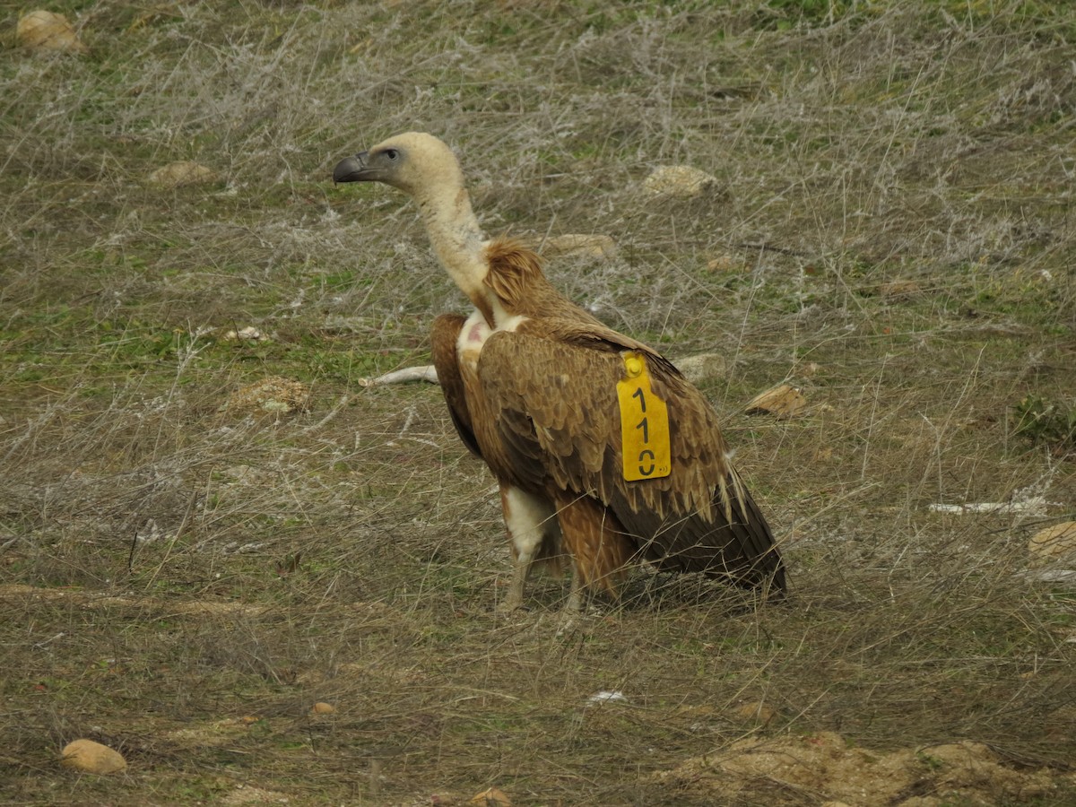 Eurasian Griffon - ML302649981