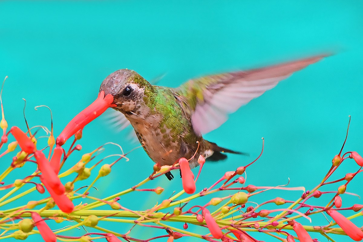 kolibřík kubánský - ML302650661