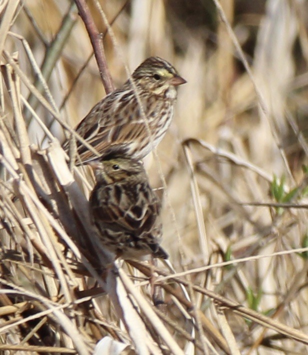 Savannah Sparrow - ML302650691