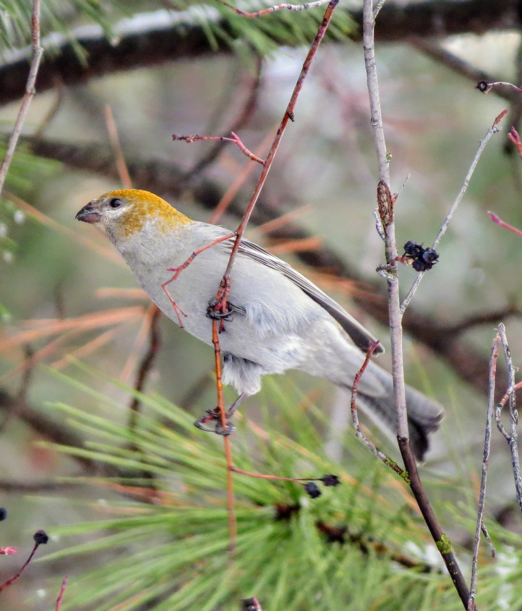 Pine Grosbeak - ML302651211