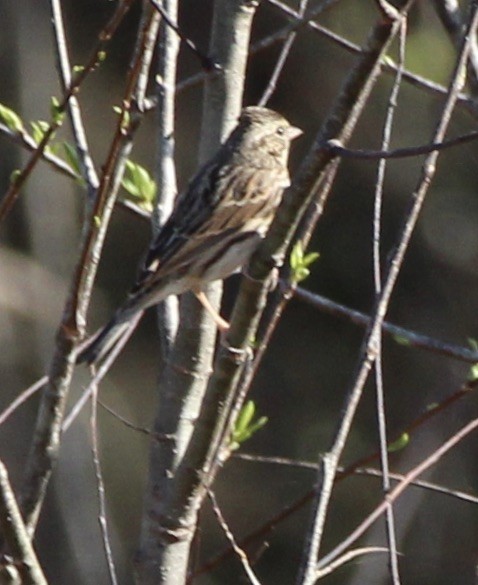 Savannah Sparrow - ML302651681
