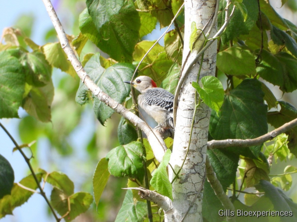 Yucatan Woodpecker - ML302652041