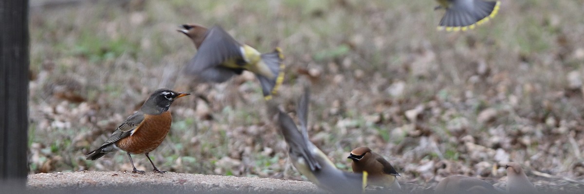 American Robin - ML302652331