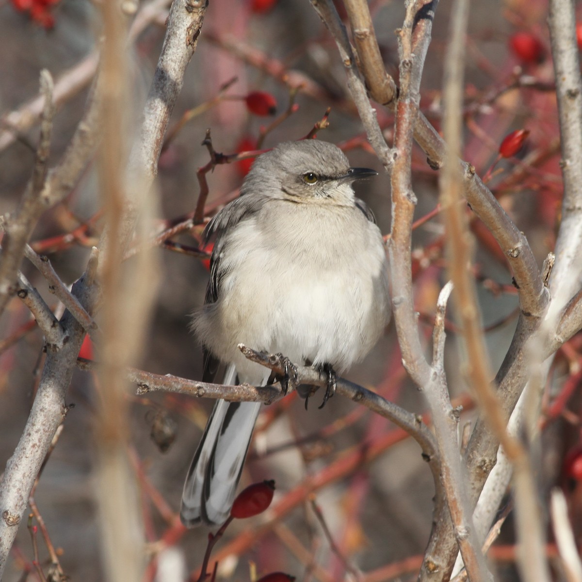 Northern Mockingbird - Colin Gerber