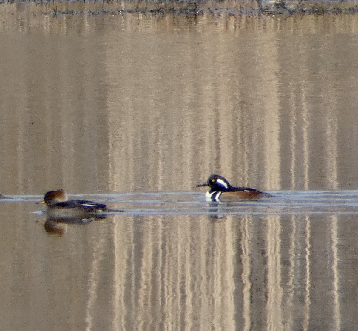 Hooded Merganser - ML302652931