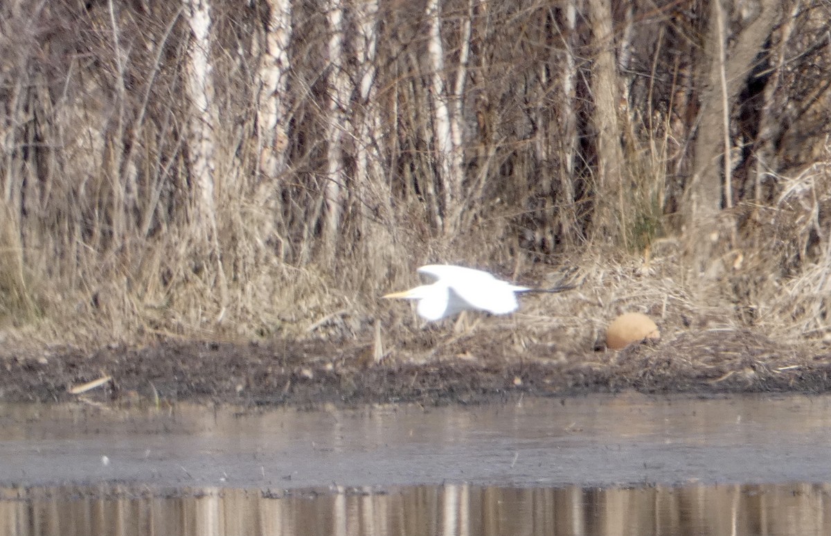 Great Egret - ML302652981