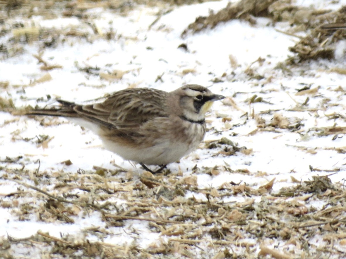 Horned Lark - Alec Humann