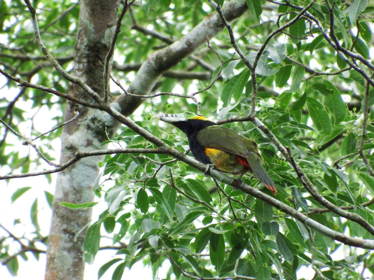 Spot-billed Toucanet - Bobby Wilcox