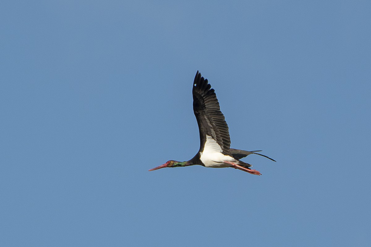 Black Stork - Babis Tsilianidis