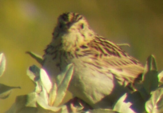 Baird's Sparrow - ML302655771