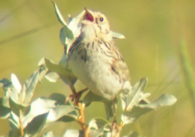 Baird's Sparrow - ML302655781