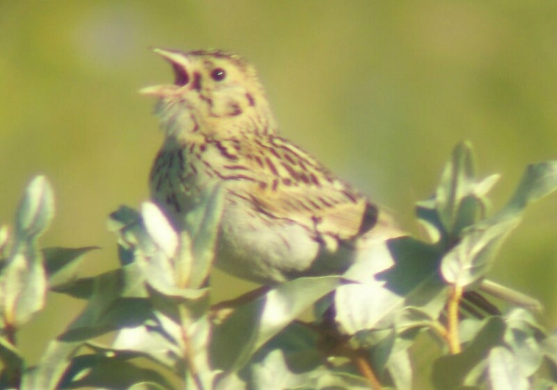 Baird's Sparrow - ML302655791