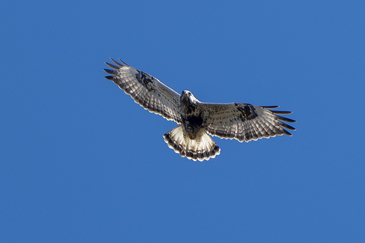 Rough-legged Hawk - Babis Tsilianidis