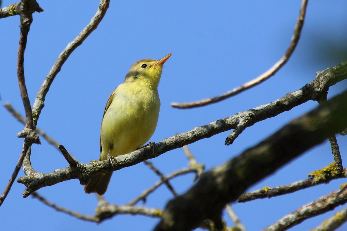Melodious Warbler - ML302656701