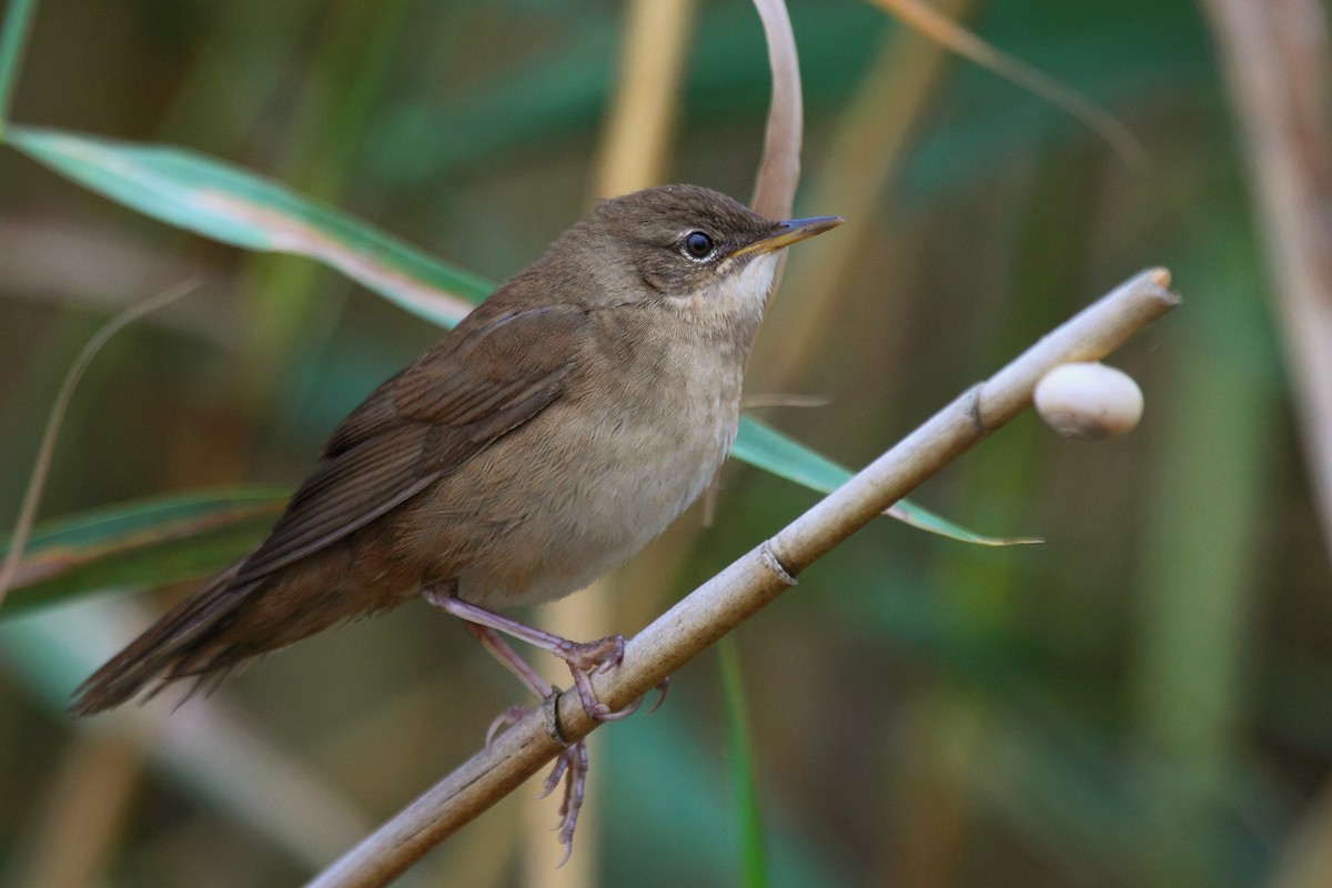 Savi's Warbler - António Gonçalves