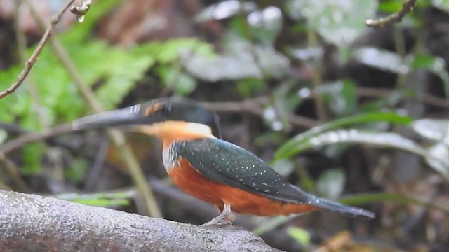 Green-and-rufous Kingfisher - ML302657821