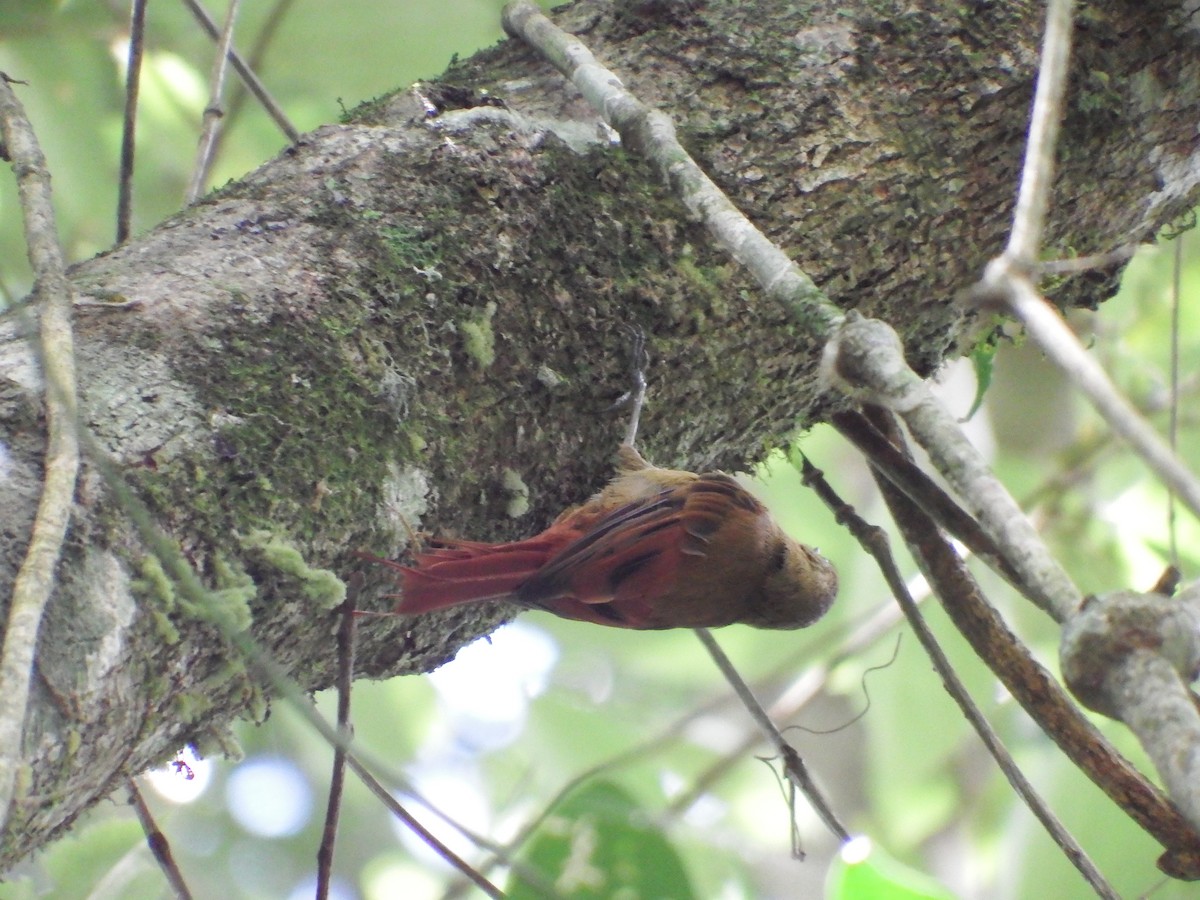 Olivaceous Woodcreeper - ML302658051