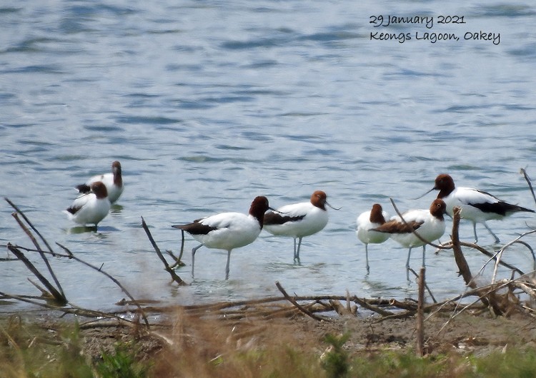 Avocette d'Australie - ML302659821