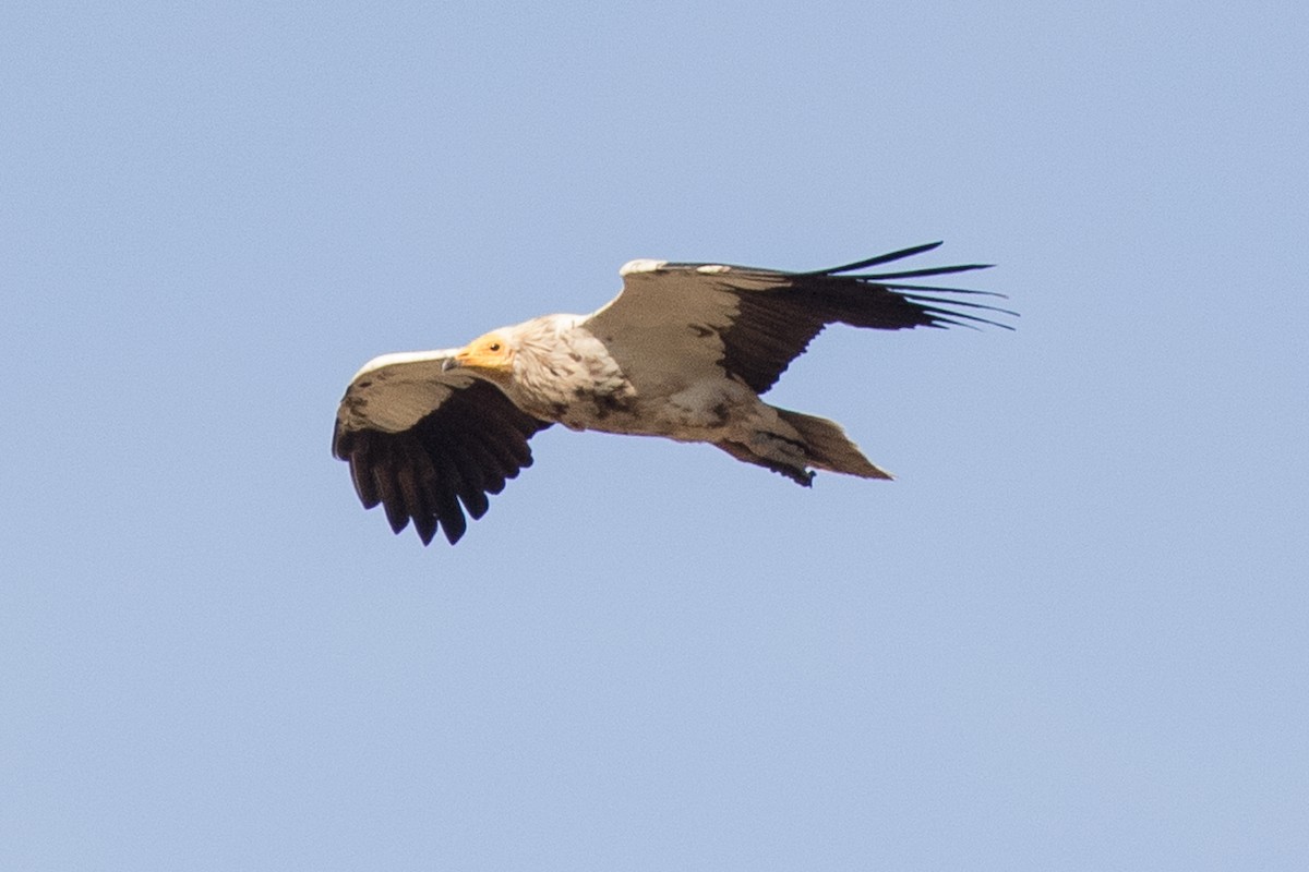 Egyptian Vulture - ML30266021