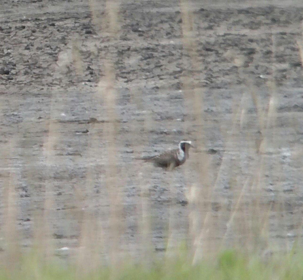 American Golden-Plover - Andrew Burnett