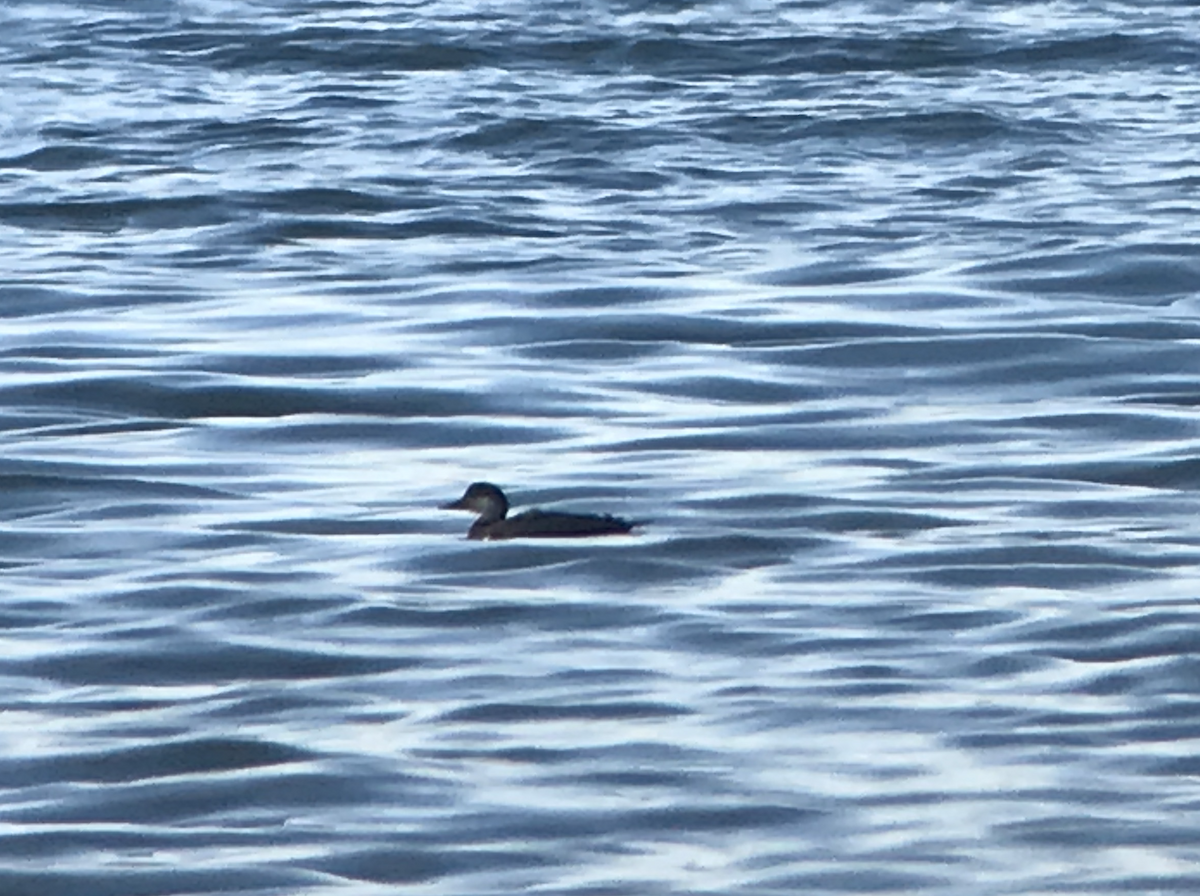 Common Scoter - ML302661581