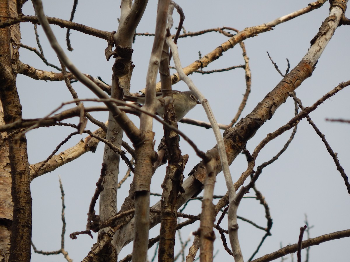 Plumbeous Vireo - ML30266211