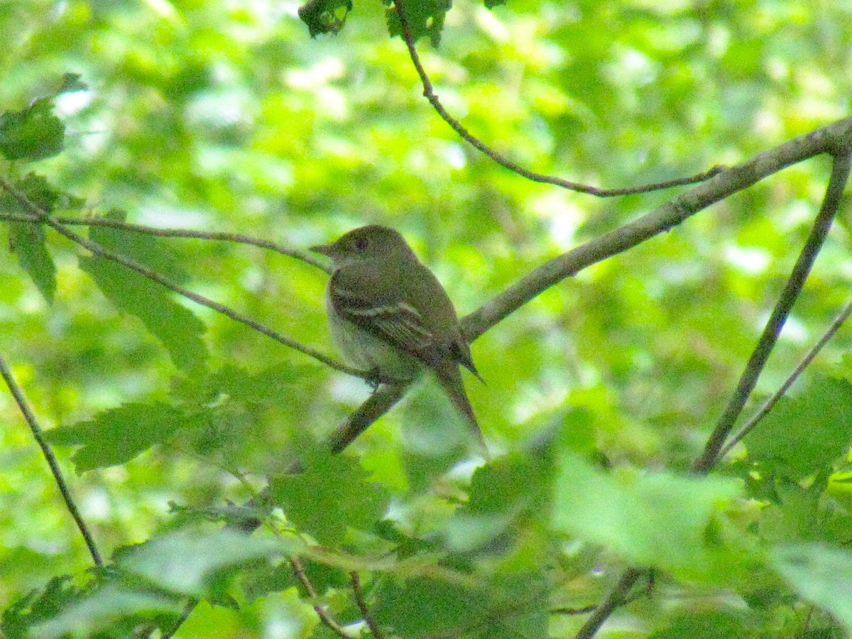 Acadian Flycatcher - ML30266281