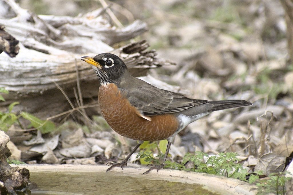 American Robin - ML302663621