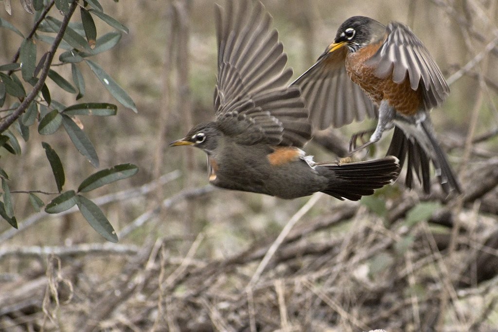 American Robin - ML302663631