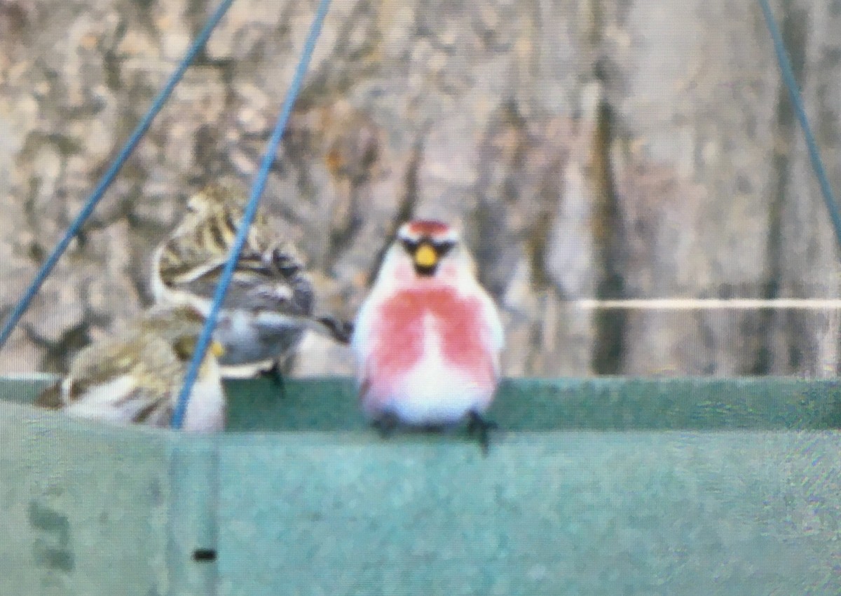Redpoll (Common) - ML302663991