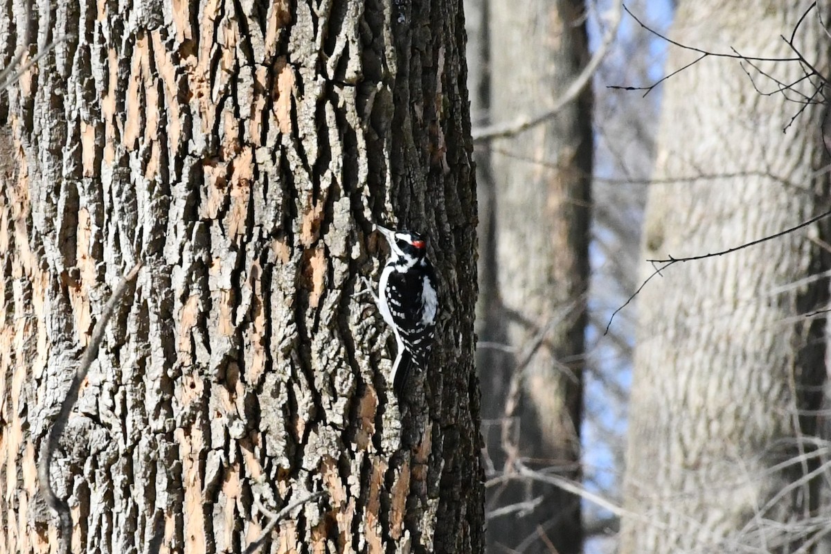 Hairy Woodpecker - ML302664141