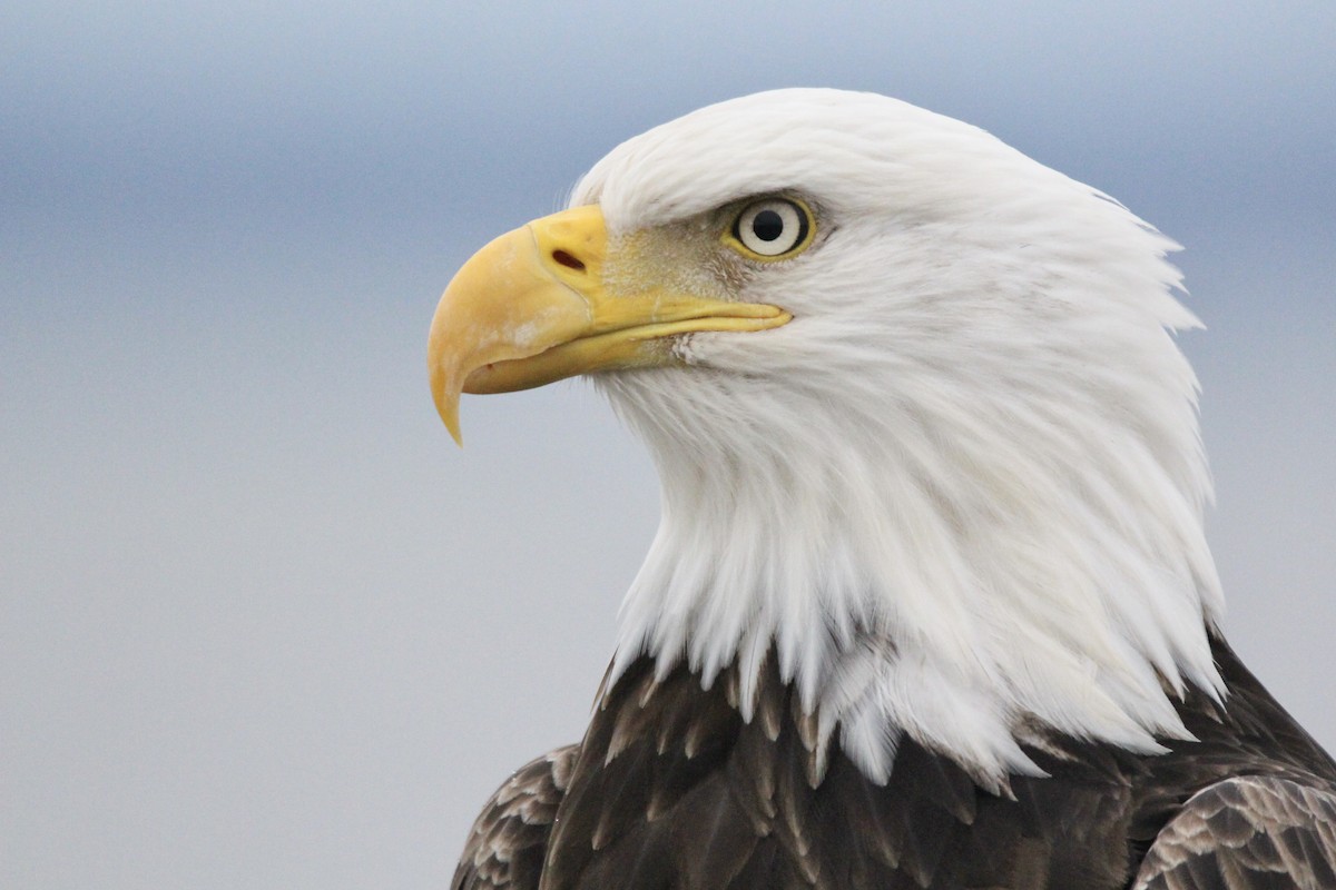 Bald Eagle - ML302665641