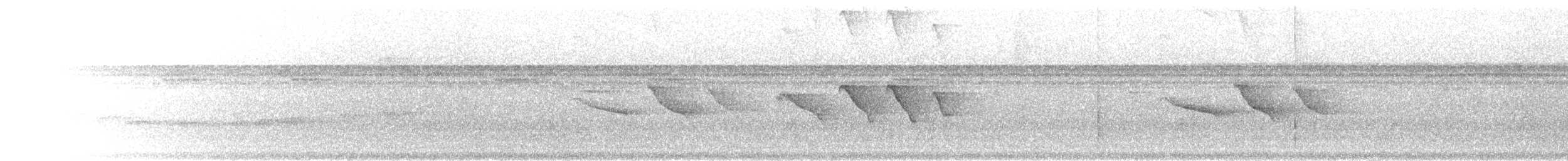 klatremaurvarsler (anabatinus gr.) - ML302666