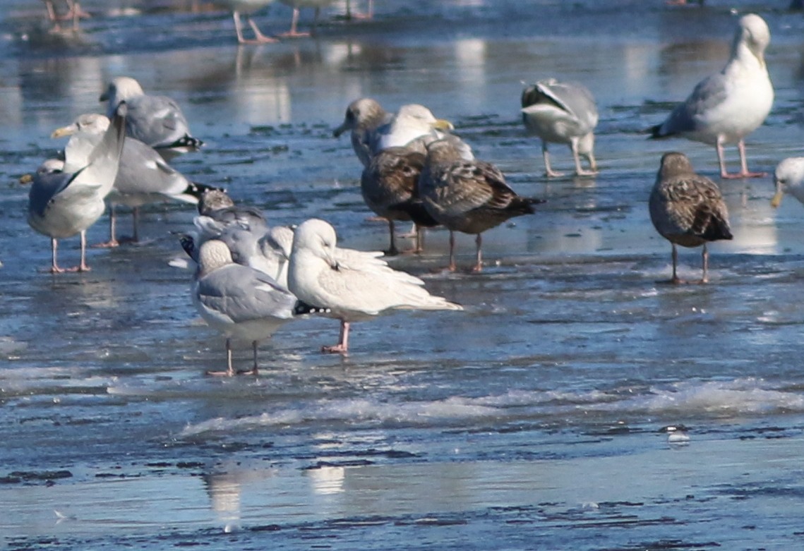 Iceland Gull - ML302666631