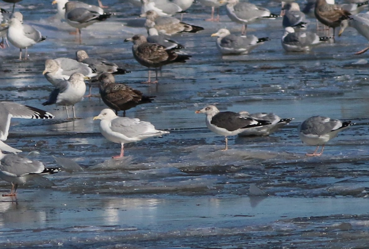Iceland Gull - ML302666651