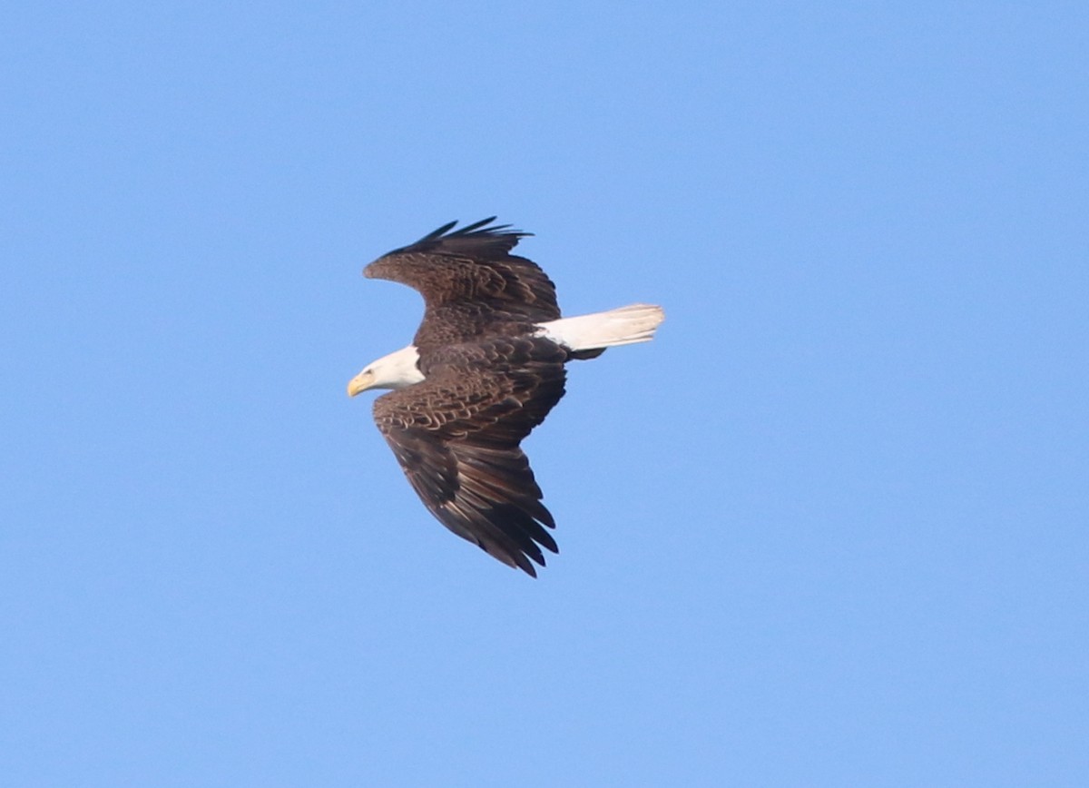 Bald Eagle - ML302666801
