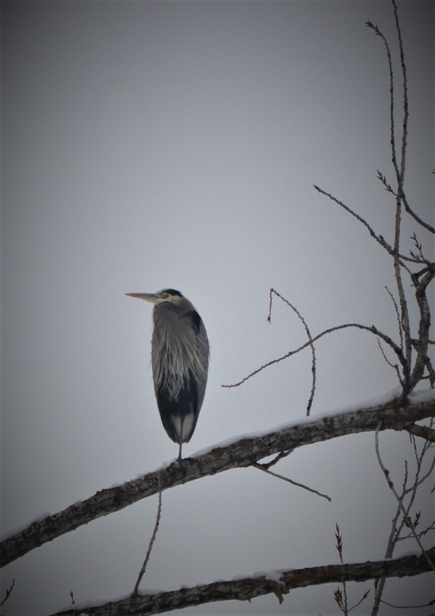 Great Blue Heron - ML302667371