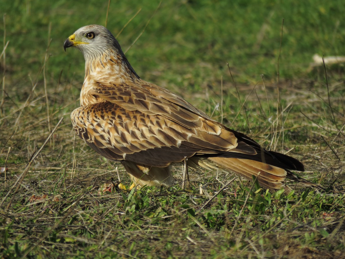 Red Kite - ML302670401