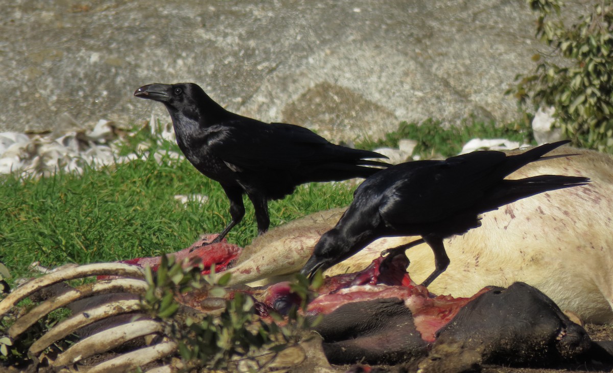 Common Raven - ML302670481