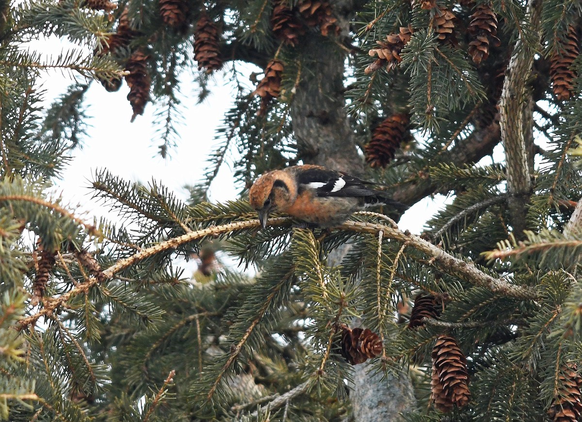 White-winged Crossbill - Joshua Vandermeulen