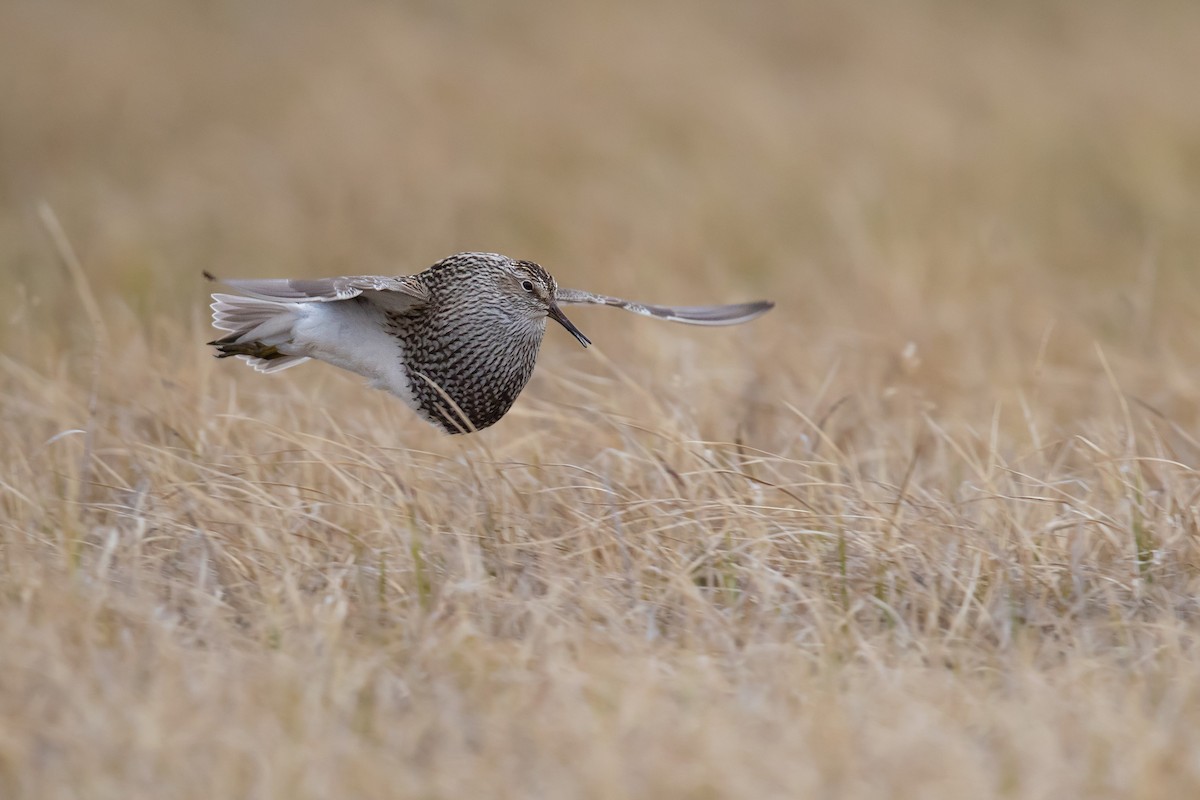 Pectoral Sandpiper - Daniel Pettersson