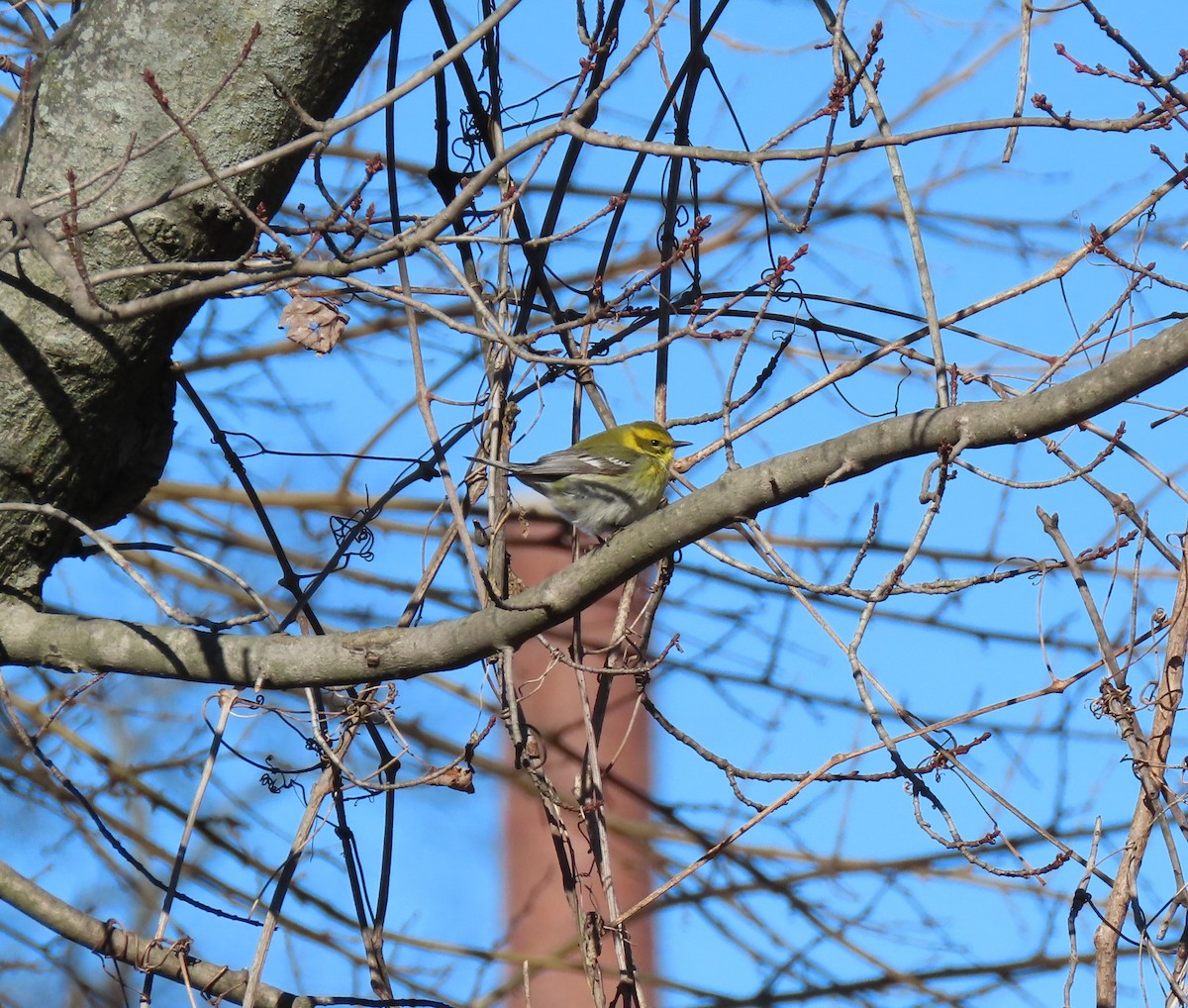 Townsend's Warbler - ML302673011