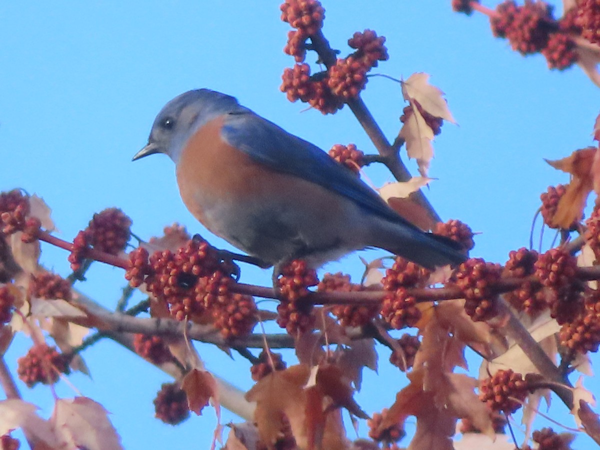 Western Bluebird - ML302673741